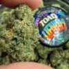 Heavy Hitting Line Up of Toad Venom and Zkittlez Crosses