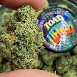 Heavy Hitting Line Up of Toad Venom and Zkittlez Crosses