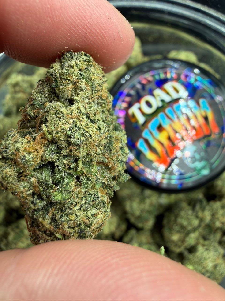 Heavy Hitting Line Up of Toad Venom and Zkittlez Crosses