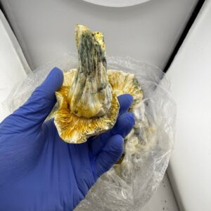 Alternative view of aztec golden gods mushroom