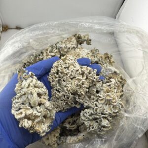 Alternative view of Enigmas Weed Strain