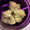 WIZARD TREES  CANNABIS FLOWER